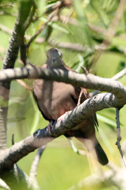 Torcacita colorada/Ruddy Ground-Dove