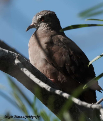 Torcacita colorada/Ruddy Ground-Dove