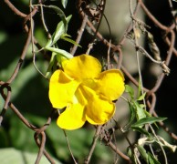 Uña de gato/Cat claw vine