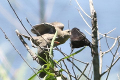 Varillero ala amarilla-tordo/Yellow-winged Blackbird-Cowbird