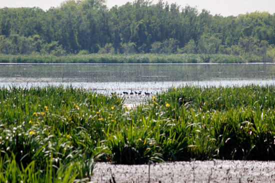 Laguna de las Gaviotas/Gull Pond