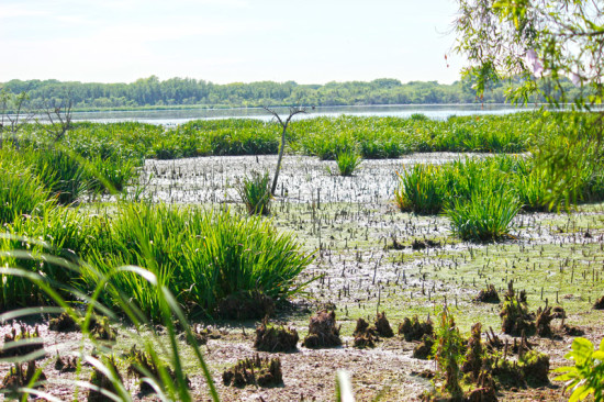 Laguna de las Gaviotas/Gull Pond