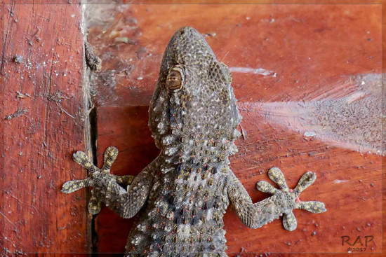 Gecko/Common Wall Gecko