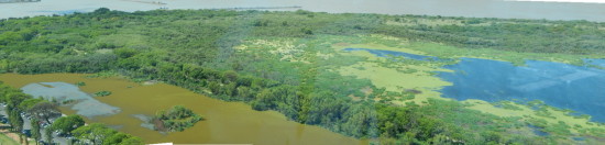 Coipos y Gaviotas//Coypu and Gull Ponds