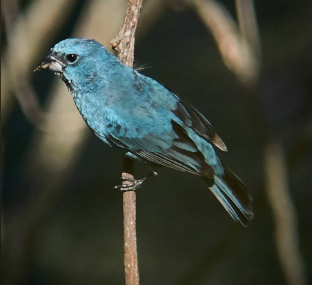 Reinamora chica/Glaucous-blue Grosbeak