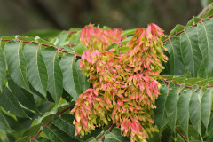 Árbol del cielo/Tree of Heaven