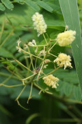 Ñapinday/Acacia bonariensis