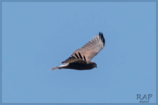 Aguilucho alas largas/White-tailed Hawk