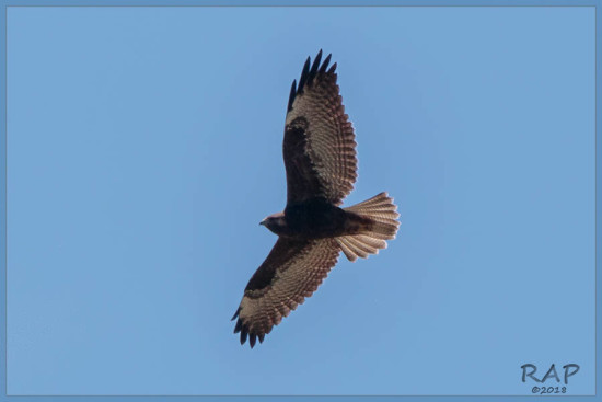 Aguilucho alas largas/White-tailed Hawk