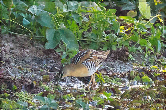 Burrito amarillo/Yellow-breasted Crake