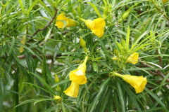 Adelfa amarilla/Yellow Oleander