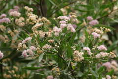 Aliso de río/Tessaria integrifolia