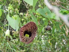 Aristoloquia/Calico flower