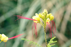 Barba de chivo/Yellow bird of paradise