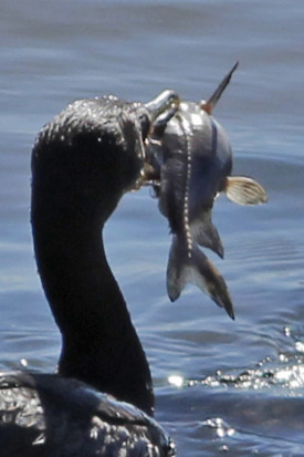 Armado común/Granulated Catfish