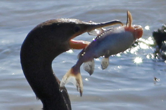 Armado común/Granulated Catfish