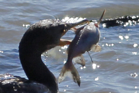 Armado común/Granulated Catfish