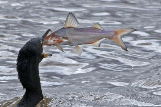 Porteñito/Catfish