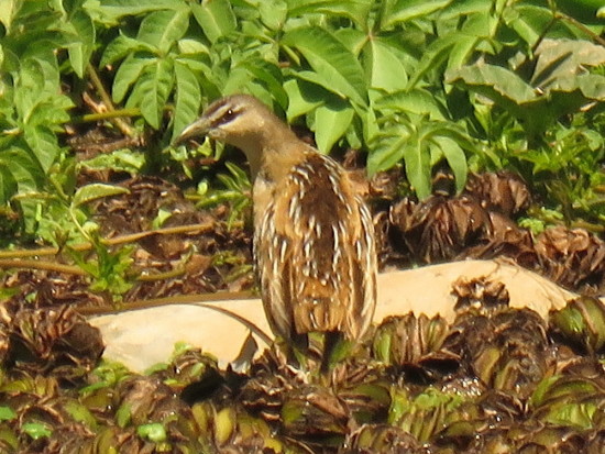 Burrito amarillo/Yellow-breasted Crake