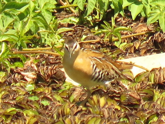 Burrito amarillo/Yellow-breasted Crake