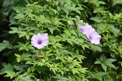 Campanilla lila/Morning glory