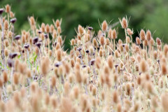 Cardencha/Wild teasel