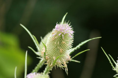 Cardencha/Wild teasel