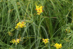 Cina cina/Jerusalem thorn