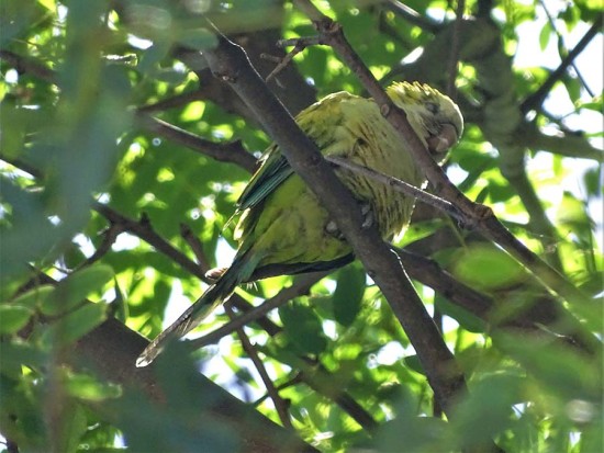 Cotorra/Monk Parakeet