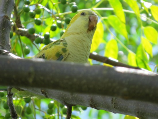 Cotorra/Monk Parakeet