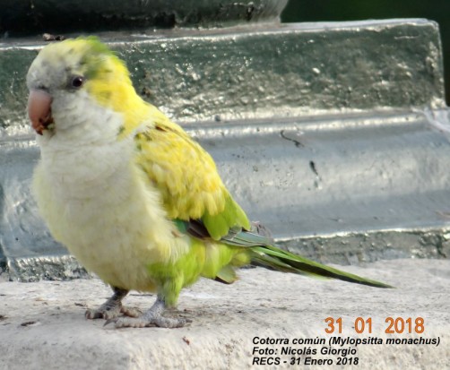Cotorra/Monk Parakeet