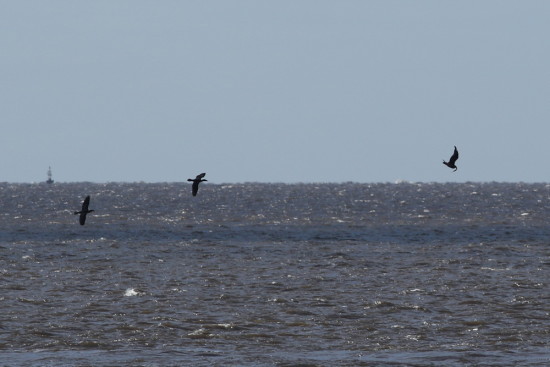 Escúa/Skua