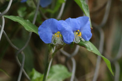 Flor de Santa Lucía/Whitemouth dayflower