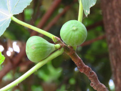 Higuera/Fig tree