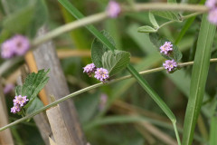 Salvia del campo/Lippia alba