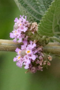 Salvia del campo/Lippia alba