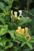 Madreselva/Honeysuckle