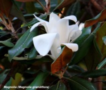 Magnolia