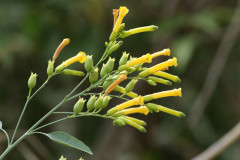 Palán palán/Tree tobacco