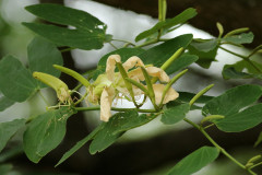 Pata de vaca/Cow's foot