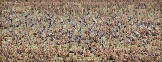 Aves playeras/shorebirds