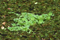 Repollito de agua/Water fern