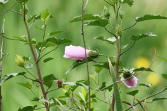 Rosa del río/Striped rosemallow