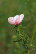 Pavonia/Pink pavonia