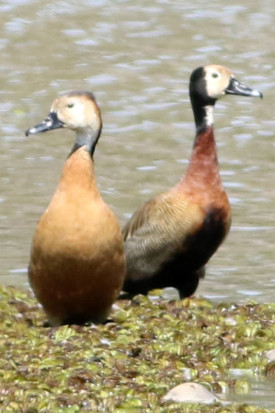 Sirirí híbirdo/Hybrid Whistling-Duck