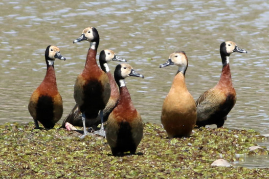 Sirirí híbirdo/Hybrid Whistling-Duck