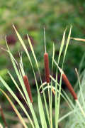 Totora/Cattail