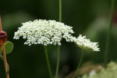 Zanahoria blanca/American wild carrot