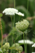 Zanahoria blanca/American wild carrot