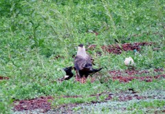 Carancho/Southern Caracara